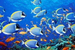 animals-sea-9