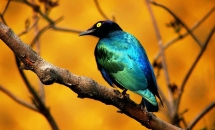 UCCELLI